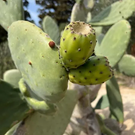 Perla D'oriente - 3* Otranto